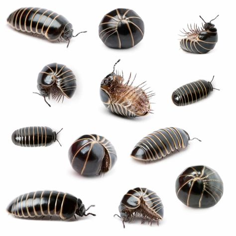 Pill Bugs, Woodlice, Pill Bug, Cool Bugs, Bug Art, Roly Poly, Beautiful Bugs, Creepy Crawlies, Arthropods