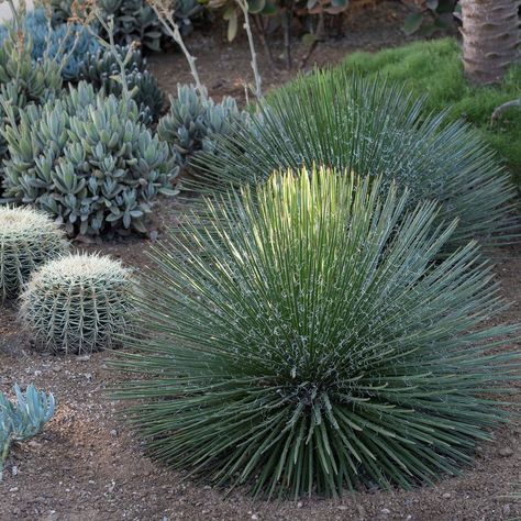 Garden Life Shop on Instagram: “Agave geminiflora or Twin Flowering Agave⁠. ⁠ ⁠ Requiring very little maintenance, this succulent looks great planted in groups or as a…” Agave Geminiflora, Agave Landscape, Natal Plum, Palm Springs Architecture, Garden 2023, Pool Backyard, Dry Garden, Garden Life, Blue Agave