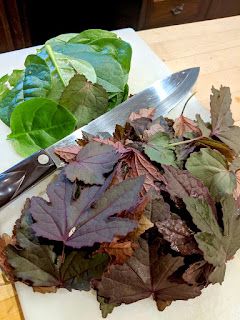 Cranberry Hibiscus Plant, Cranberry Hibiscus, Hibiscus Leaf, Malabar Spinach, Leaf Salad, Hibiscus Leaves, Homemade Kombucha, Leafy Salad, Shades Of Maroon