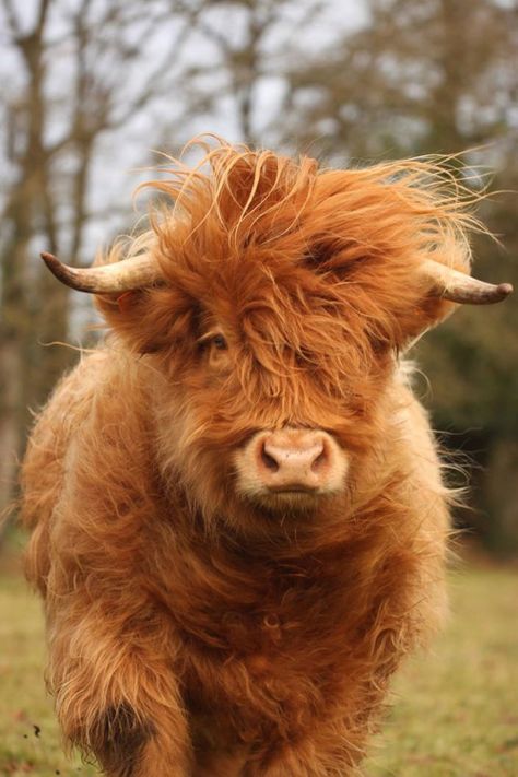 Blow Dried Cow, Cow Photography, Highland Cow Art, Cow Photos, Mini Cows, Baby Farm Animals, Scottish Highland Cow, Fluffy Cows