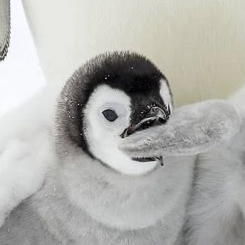 Pinguin Aesthetic, Penguin Pictures, Kawaii Penguin, Cute Headers For Twitter, Penguin Art, Emperor Penguin, Bunny Pictures, Cute Penguin, Alien Stage