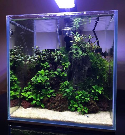 Black Aquascape, 6 Gallon Cube Aquascape, Amazon Aquascape, Square Aquascape, Anubias Aquascape, 60cm Aquascape, Bucephalandra Aquascape, Anubias Aquarium, Jungle Aquascape