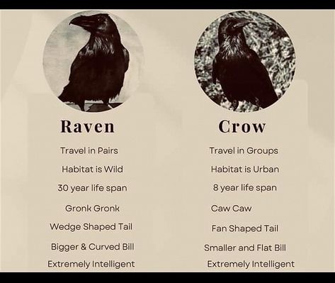 Crow And Raven Difference, Crow Vs Raven Symbolism, Crow Offerings, How To Befriend Crows, How To Attract Crows, The Raven Aesthetic, Raven Therian, Befriending Crows, Crow Harpy