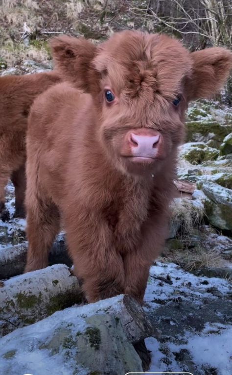 Cute Fluffy Cows, Coming Home For Christmas, Fluffy Cow, Pet Cows, Small Cow, Highland Calf, Cow Wallpaper, Cow Photos, Mini Cows