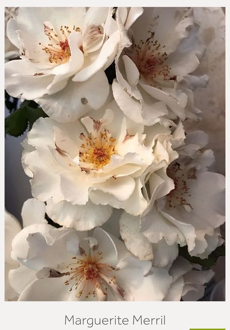 White Rose Of York, Margaret Merril Rose, White Roses Photography, White Rose Photography, White Roses Aesthetic, Flower Sleeve, Rosé Aesthetic, Rose Photography, Spray Roses