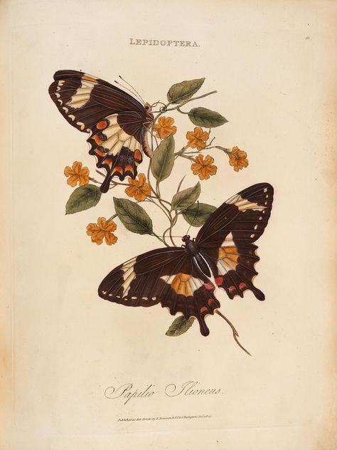 Butterflies Illustration Vintage, Vintage Nature Drawings, Botanical Illustration Butterfly, Insect Drawing Aesthetic, Art Nouveau Butterfly Illustration, Vintage Butterfly Drawing, Vintage Butterfly Painting, Butterfly Poster Design, Moth Illustration Vintage