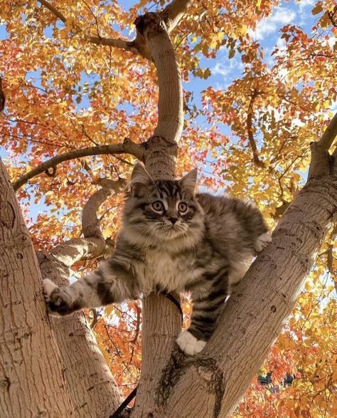 Cat Fall Wallpaper, Autumn Cat Aesthetic, Autumn Cat Wallpaper, Fall Cat Wallpaper, Birds In Autumn, Cats Autumn, Autumn Cats, Cats And Pumpkins, Fall Cat