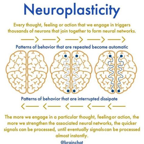 Synaptic Pruning, Brain Anatomy And Function, Psychology Notes, Psychology Studies, Brain Facts, Brain Anatomy, Mental Health Facts, Psychology Student, Mental Health Therapy