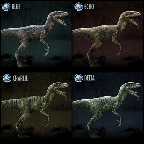 Jurassic World- Meet the Raptor Squad:  Raptor Blue-  In the late Cretaceous Period, the Velociraptor excelled at hunting with its keen senses, large brain, and the retractable sickle claw on each foot – and no creature in Jurassic World demonstrates this better than Blue, the leader and oldest member of the raptor pack. Larger, smarter and more cunning than the rest, she insists on eating first…which is why Own feeds her last so she remembers he’s in charge. DNA from a Black-Throated African Mo Jurassic World Raptor Squad, Raptor Squad Jurassic World, Raptors Jurassic World, Blue Delta Echo Charlie, Blue The Raptor, Jurassic World Raptors, Jurassic World Wallpaper, Jurassic Movies, Blue Jurassic World