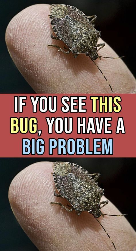 Get Rid of Bed Bugs Naturally Brown Bugs, Bug Spray Recipe, Stink Bug, Rid Of Bed Bugs, Tattoo Plant, Stink Bugs, Bug Killer, Garden Help, Bug Repellent