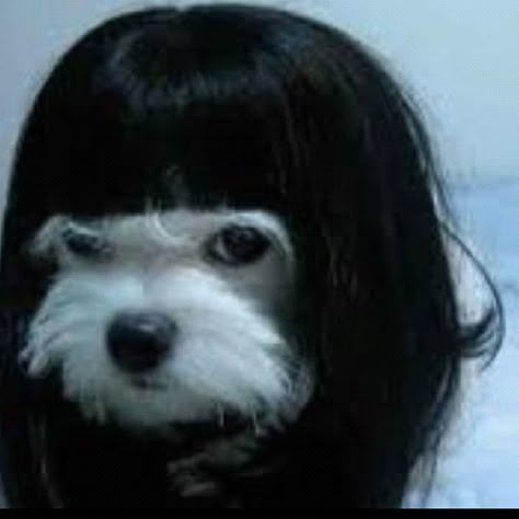 GOTH DOG Dog With Wig, Dog Icon, Funny Animal Photos, My Funny Valentine, Silly Dogs, Silly Animals, Dog Costumes, Funny Animal Pictures, Black Dog