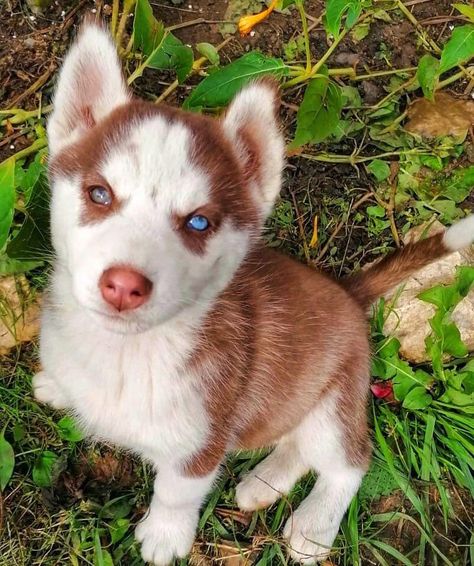 Red Husky Puppies, Husky Grooming, Red Siberian Husky, Husky Training, Puppy Care Tips, Husky Art, Red Husky, Husky Puppies For Sale, Husky Photos