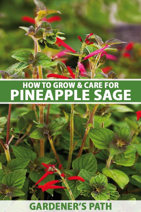 Pineapple Sage Plant Care, Pineapple Sage Benefits, Pineapple Sage Recipes, Pineapple Sage Plant, Sage Benefits, Plant Recipes, Herbs Growing, Plant Herbs, Gardening Herbs