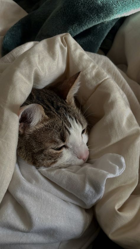 Cats In Blankets, Cat Wrapped In Blanket, Cat With Blanket, Cat In Blanket, I Miss My Cat, Random Cat, Reaction Photos, Sleepy Kitten, Cats Pictures