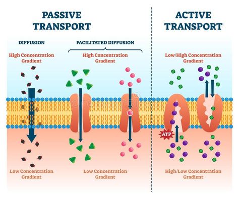 Active Transport Biology, Atp Biology, Cell Membrane Transport, Cell Biology Notes, Facilitated Diffusion, Passive Transport, Active Transport, Microbiology Study, Cell Transport