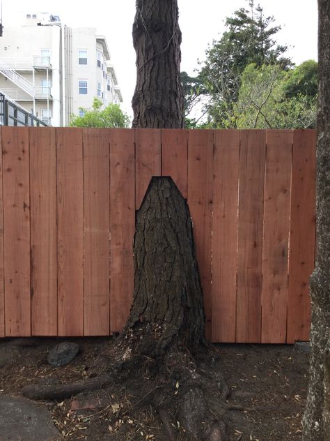 Fence built around a pine tree works for both yards in San Francisco. Fall Trees Photography, Tree Of Life Artwork, Wood Privacy Fence, Palm Tree Sunset, Tree House Kids, Farmhouse Christmas Tree, Building A Fence, Small Yard, Outdoor Gardens Design