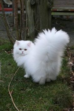 Fluffy White Cat, Ragamuffin Cat, Persian Cats, Cats Photos, Image Chat, Gorgeous Cats, Beautiful Cat Breeds, Aesthetic Cat, Most Beautiful Cat Breeds