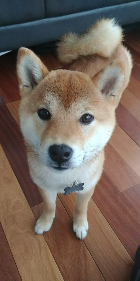 Akira ❤ shiba inu Chiba Inu Dogs, Black Noses, Akita Inu Dog, Red Coats, Sleepy Dogs, Japanese Spitz, Shiba Inu Puppy, Pointed Ears, Shiba Inu Dog