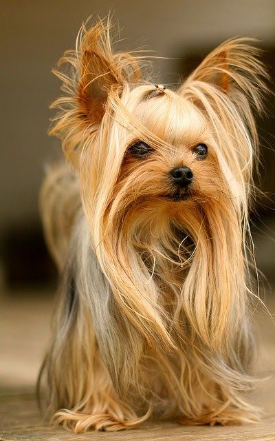 Yorkie Haircuts, Top Dog Breeds, Yorkie Terrier, Yorkie Puppies, 강아지 그림, Cute Doggies, Most Popular Dog Breeds, Yorkshire Terrier Puppies, Yorkie Dogs