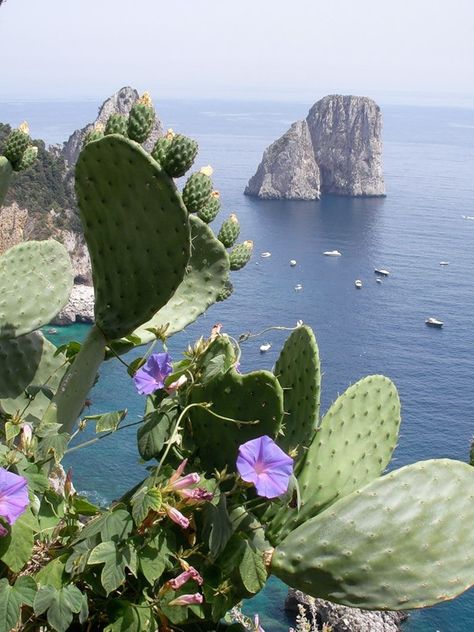 Isle of Capri, Italy Isle Of Capri Italy, Capri Island, Isle Of Capri, Picture Places, Still Picture, Explore Italy, Capri Italy, Italy Trip, Summer Destinations