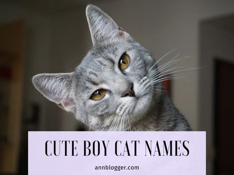 Cute Boy Cat Names [240+ Best Ideas] - Ann Blogger Cat Names For Boys, Cat Names Boy, Kitten Names Boy, Grey Cat Names, Irish Boy Names, Boy Cat Names, Hamster Names, Cute Cat Names, Grey And White Cat