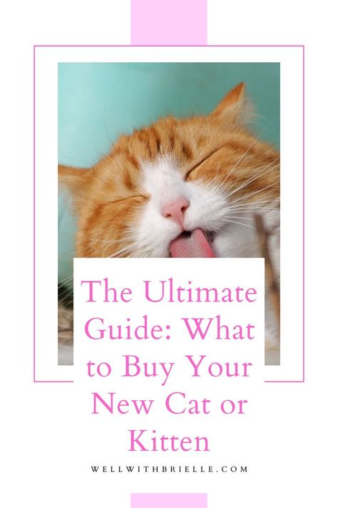 cat licking, orange cat with tongue out, orange cat licking, cat with tongue out, cat with eyes closed, cute cat, cute orange cat Cat Starter Kit List, Owning A Cat For The First Time, Cat Needs List, Cat Must Haves, Kitten Tips, Gifts For Cats, Kitten Supplies, First Time Cat Owner, Getting A Kitten