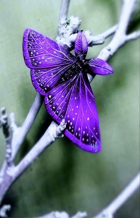 Cute Moth, Most Beautiful Butterfly, Nature Macro, Beautiful Butterfly Pictures, Beautiful Butterfly Photography, Butterfly Nature, Butterfly Species, Beautiful Butterflies Art, Butterfly Photos