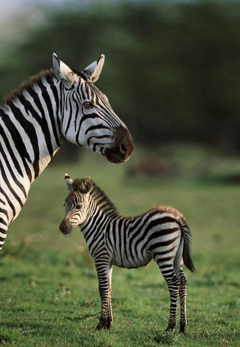 ~~Burchell's zebraand young, Masai Mara, Kenya by Steve Bloom~~  https://www.facebook.com/KerDowneyAfrica Baby Zebra, African Animals, Animal Planet, Safari Animals, Animal Photo, Zebras, 귀여운 동물, Animals Friends, Beautiful Creatures