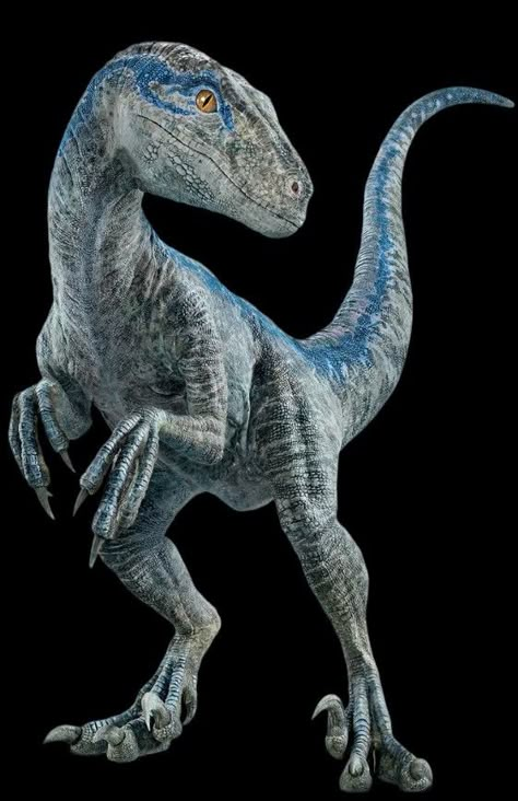 Jurassic Park Blue Raptors, Blue Jurassic Park, Dinosaur Images Pictures, Jurassic Park Dinosaurs Image, Tyrannosaurus Rex Art, Blue The Raptor, Velociraptor Jurassic Park, Blue Velociraptor, Jurassic Park Tattoo