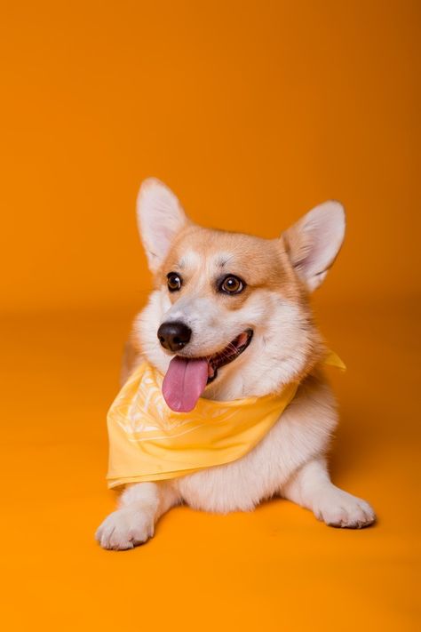 Funny Corgi Pictures, Fun Dog Photos, Yellow Bandana, Dog Nature, Orange Dog, Dog Portraits Art, Corgi Pictures, Pet Hotel, Yellow Dog