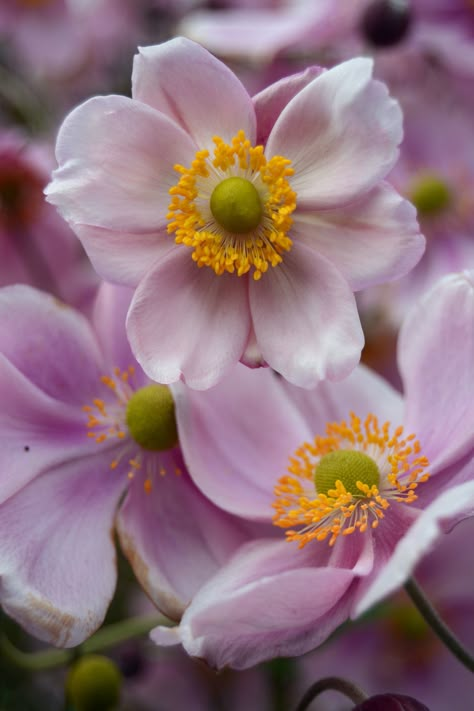 https://flic.kr/p/oHD6Vq | Pink Japanese Anemone Japanese Anemone Pink, Anenome Flower, Anemone Japonica, Japanese Anemones, Pink Anemone, Japanese Pink, Japanese Anemone, Rachel James, Macro Flower