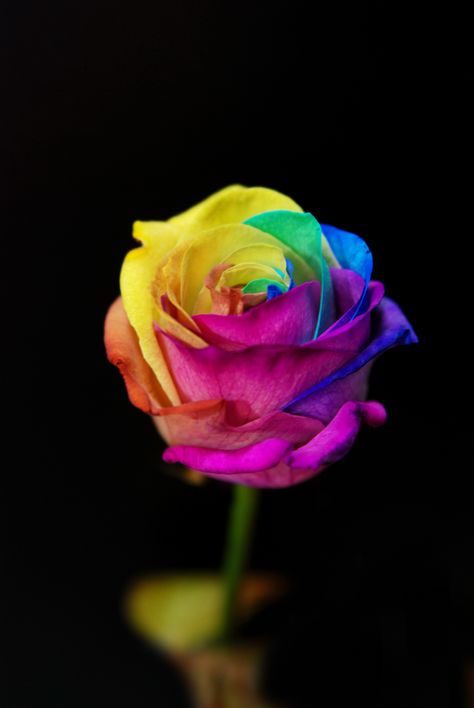 Rainbow Roses Aesthetic, Rainbow Flower, Pretty Phone Wallpaper, Photo Art Frame, Rainbow Roses, Rainbow Aesthetic, Colorful Roses, Plant Wallpaper, Rainbow Wallpaper