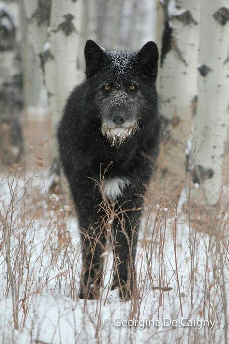 Irish Wolfhound Timber Wolf Mix~ Irish Wolfhound Mix, Irish Wolfhound Puppies, Mexican Gray Wolf, Irish Wolfhound Dogs, Wolfhound Dog, Wolf Life, Wolf Hybrid, Australian Shepherd Puppies, Timber Wolf