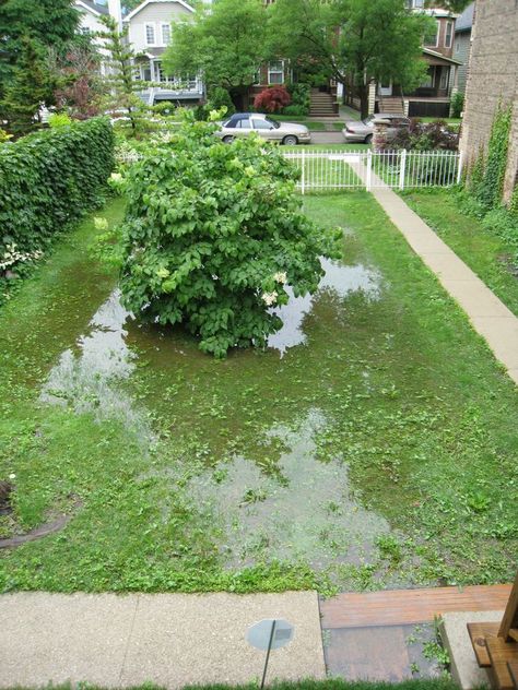 Garden Makeover: A Chic Front Garden for a Vintage Chicago Cottage 1940s Landscaping, Hardscape Backyard, Front Lawn Landscaping, California Backyard, Small Front Yard, Cheap Backyard, Garden Makeover, White Planters, Green Lawn