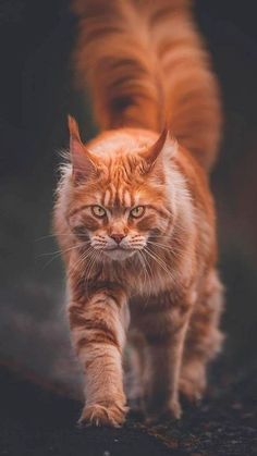 Cat References, Warrior Cat Oc, So Weird, Gorgeous Cats, Orange Tabby Cats, Warriors Cats, Forest Cat, Cat Pose, Curious Cat