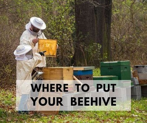 Deciding where to put a beehive is one of the most important decisions a new beekeeper needs to make. Will it be a good spot for the beekeeper, the neighbors, and for the bees? Whether you are city beekeeping or keeping bees in your backyard the location for your bees is am important one. You want the best beehive placement. Backyard Beekeeping Setup, Bee Hive Garden, Beehive Placement, Bee Keeping For Beginners, Dream Vegetable Garden, Bee Garden Design, Apiary Design, Building A Beehive, Bee Venom Therapy