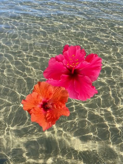 Hibiscus Flower Pictures, Habisquis Flower, Art Flowers Aesthetic, Hibiscus Flower Aesthetic, Hibiscus Flower Wallpaper Aesthetic, Fav Flower, Pool Art, Yellow Hibiscus, Beach Flowers