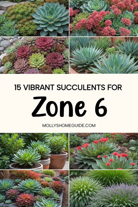 Discover the beauty of Winter-hardy succulents that thrive in Zone 6! From Hardy succulent sedums to Cold hardy varieties, these outdoor succulents are perfect for your garden. Explore the Best succulents for zone 6 and add a touch of green to your landscape with these resilient Succulent plants. Whether you're new to gardening or a seasoned pro, Succulents for zone 6 offer low-maintenance beauty all year round. Hardy Succulent Garden Outdoor, Zone 6 Landscaping, Cold Hardy Succulents, Outdoor Succulents, Succulent Garden Outdoor, Paddle Plant, Hardy Succulents, Sedum Plant, Succulent Landscape Design