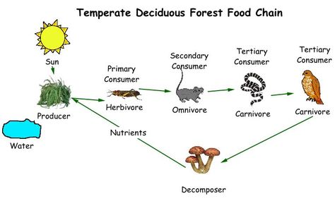 parts of the food chain | kidspiration to label the different parts of the chain export the ... Food Chain Game, Science Food Chains, Temperate Deciduous Forest, Nutrition In Plants, Web Of Life, Food Logo Design Inspiration, Forest Ecosystem, Food Film, Mardi Gras Food