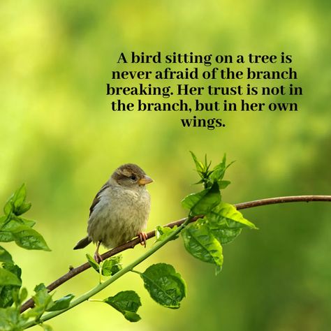 A bird sitting on a tree is never afraid of the branch breaking. Her trust is not in the branch, but in her own wings. - Mindset Made Better Sparrow Quotes, Bird Sitting On A Branch, William Shakespeare Quotes, Listen Carefully, Bird Sitting, Trust Your Instincts, Walk On Water, Biblical Verses, Feeling Insecure