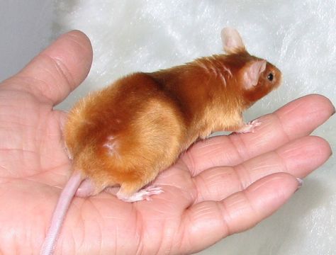 Red Abyssinian buck (mouse) Red Rat, Fancy Mouse, Pet Mice, Abyssinian, Wolf Girl, Gerbil, Pet Rats, Cute Mouse, Rodents