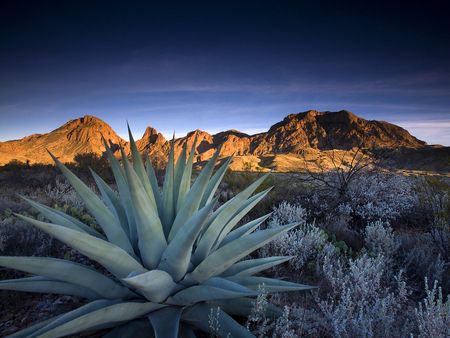 Texas Scenery, Big Bend National Park Texas, Chisos Mountains, Texas Photography, Big Bend National Park, Plant Wallpaper, West Texas, Texas Travel, Desert Plants