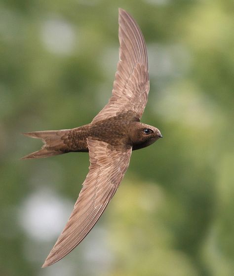 Common Swift, Court Aesthetic, Swift Bird, Common Birds, Most Beautiful Birds, Flying Birds, Bird Watcher, Beautiful Bird, Swallows