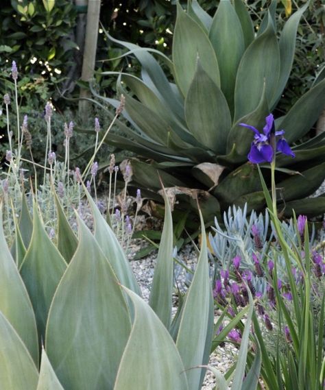 Evergreen Herbs, La Confidential, Private Courtyard, Succulent Landscape Design, Drought Tolerant Garden, Succulent Landscaping, California Garden, Lavender Garden, Gardening 101