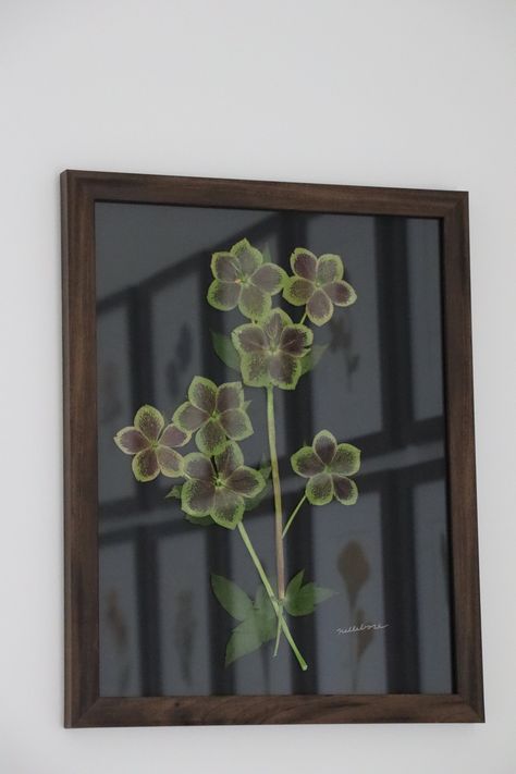 Hellebore Flower, 11x14 Frame, Pressed Flower Art, Flower Artwork, Nature Indoors, Pressed Flower, Dark Walnut, Small Space, Pressed Flowers