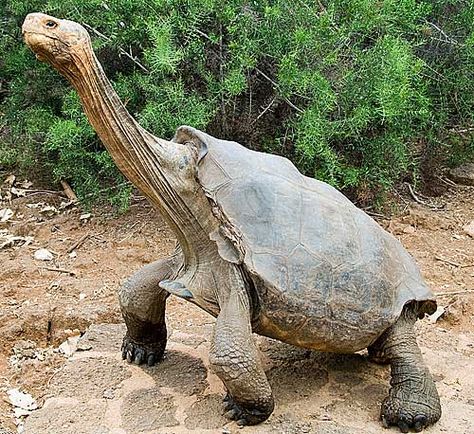 The Galapagos Tortoise is a giant tortoise, the world's largest land turtle and can weigh up to 700 pounds. Land Turtles, Big Turtle, Galapagos Tortoise, Giant Tortoise, Tortoise Turtle, Turtle Love, Charles Darwin, Endangered Animals, Long Neck