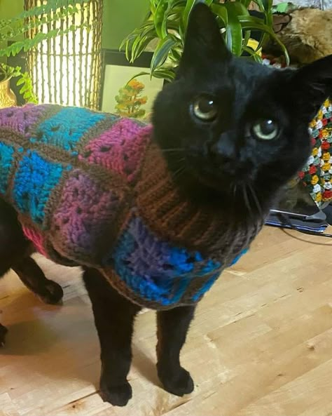 Crochet Cat Jacket, Kitten Crochet Sweater, Granny Square Cat Sweater, Crochet Cat Outfits Free Pattern, Sweaters For Cats, Crochet Sweater For Cat, Crochet Cat Sweaters, Hat For Cat Crochet, Cat Crochet Sweater