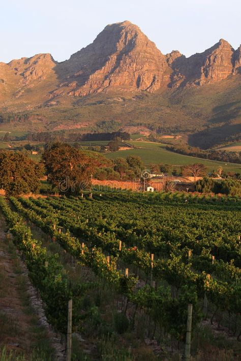 South african wine farm. Landscape with south african wine farm eikendal and mountains on the background along the famous wine route near stellenbosch, south stock photo South African Aesthetic, African Mountains, South African Landscapes, Wine Content, South African Culture, South Africa Wine, South African Animals, Africa Landscape, South Africa Vacation