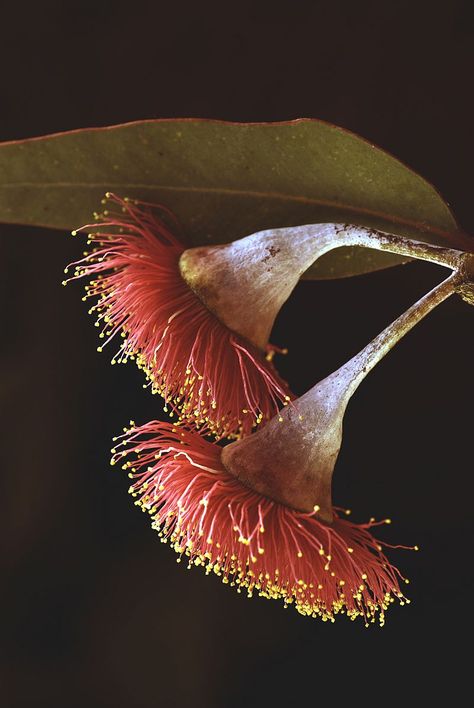 Eucalyptus caesia - Silver princess Silver Princess Eucalyptus, Eucalyptus Caesia, African Tulip, Gum Flowers, Eucalyptus Flowers, Flowers On Black Background, Native Flowers, Australian Plants, Princess Flower