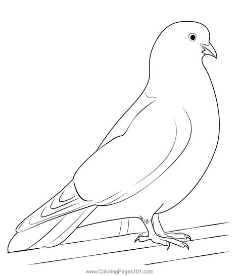 Cute White Dove Coloring Page Printable Cute, White Dove, White Doves, Bird Drawings, Sketch Art, Drawing Sketch, Free Kids, Coloring Sheets, Printable Coloring